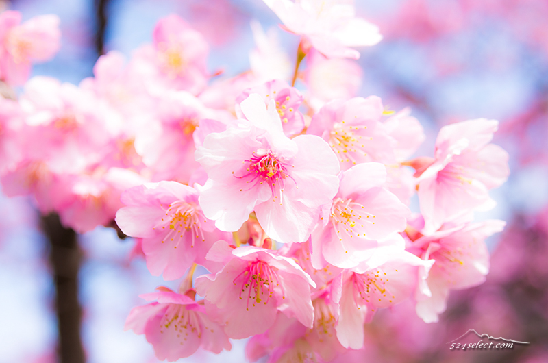 桜の撮影やお花見に便利！全国の桜の見頃がリアルタイムにチェックできるサイト！