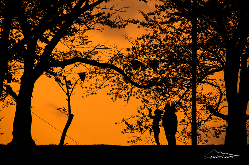 日本三大桜 樹齢千年超えのしだれ桜 三春滝桜 鑑賞！三春滝桜へのアクセスと撮影攻略