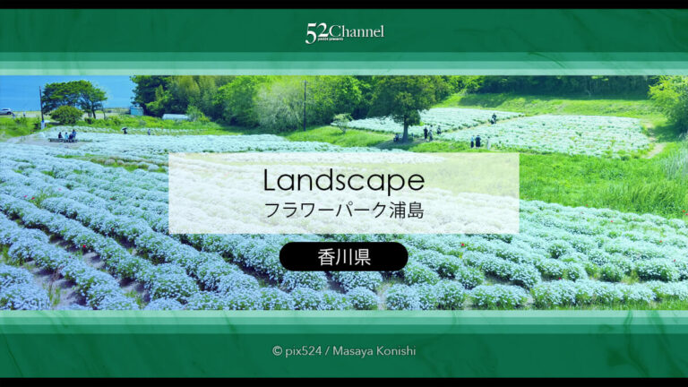 フラワーパーク浦島：マーガレットをメインに季節の花の色彩観光！三豊市撮影スポット