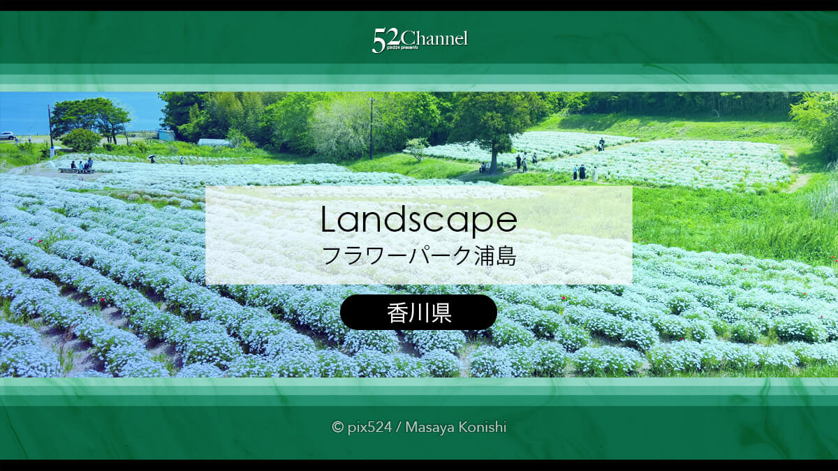 フラワーパーク浦島:マーガレットをメインに季節の花の色彩観光!三豊市撮影スポット