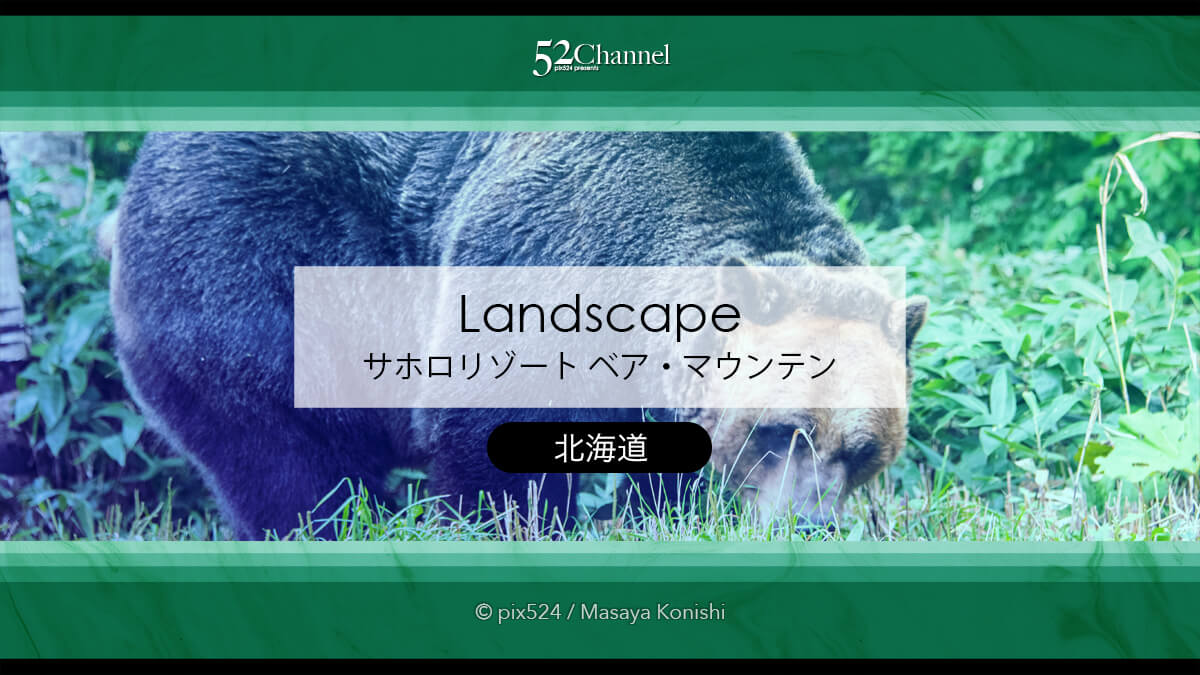 サホロリゾートベア・マウンテン：ヒグマを見る観光撮影スポット！野生の熊の撮影ポイント