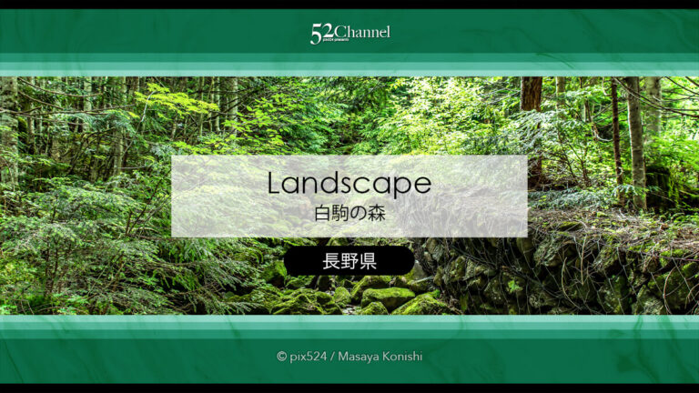 白駒の森・もののけの森：苔に包まれる原生林観光と撮影ポイント！見どころと撮影ガイド