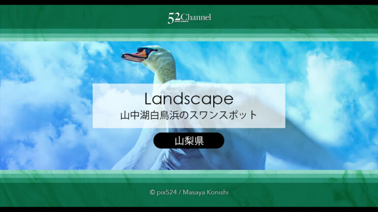 山中湖白鳥浜：富士山をバックに優雅な白鳥を撮る撮影スポット！観光と見どころガイド