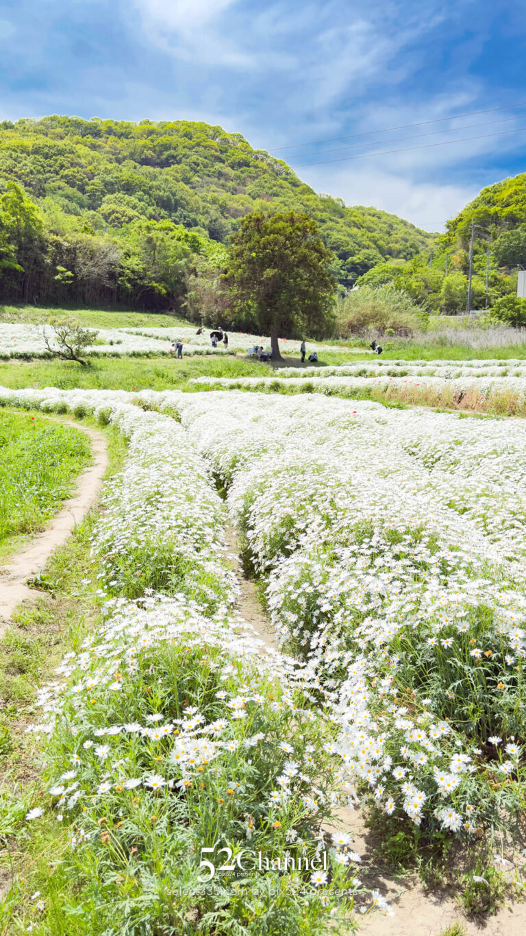 フラワーパーク浦島:マーガレットをメインに季節の花の色彩観光!三豊市撮影スポット