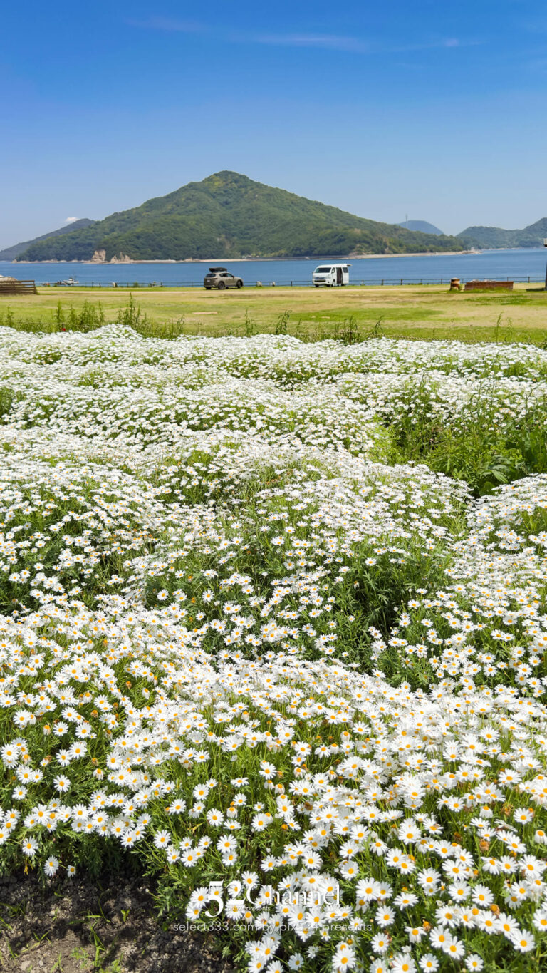 フラワーパーク浦島:マーガレットをメインに季節の花の色彩観光!三豊市撮影スポット