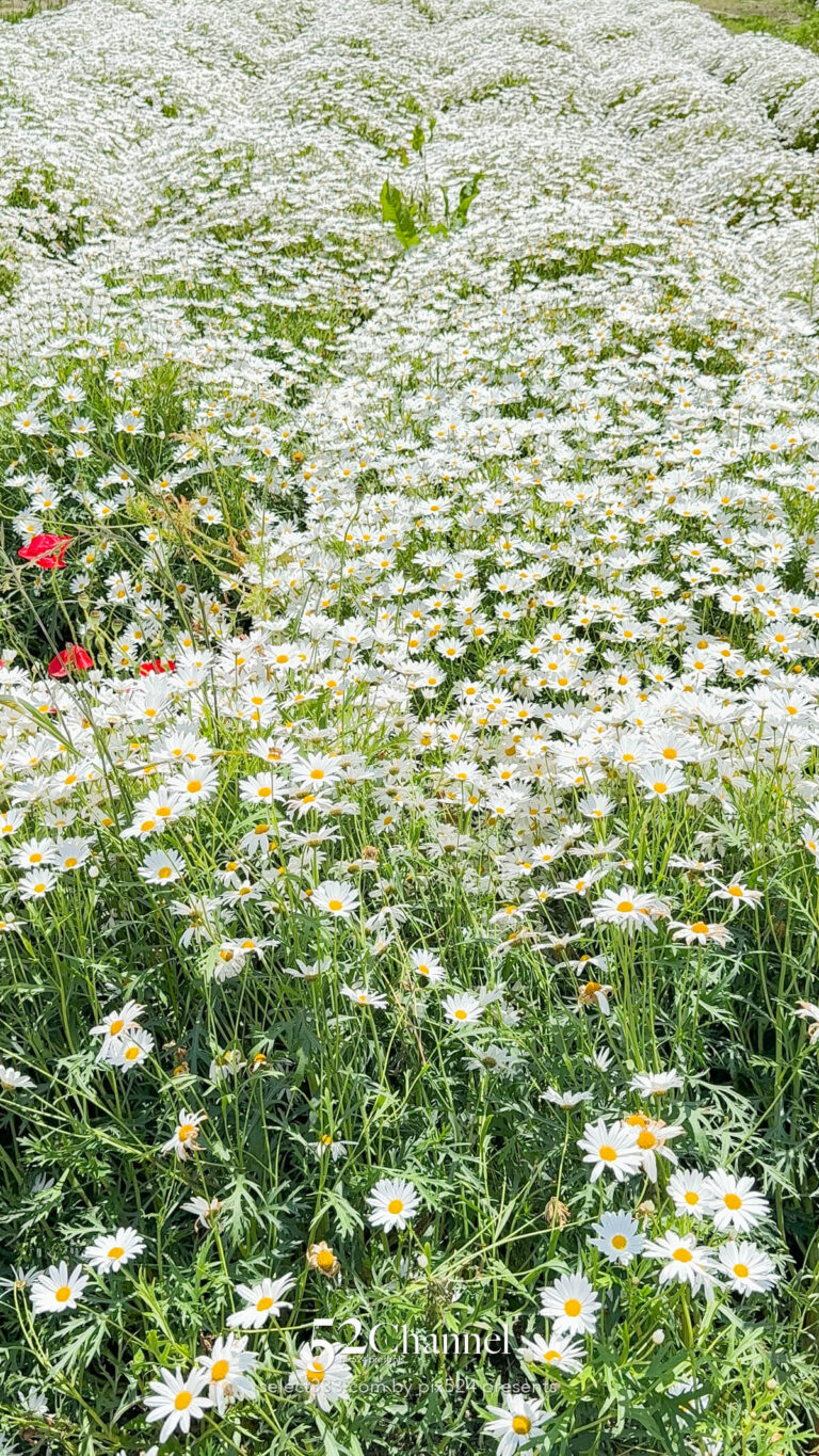 フラワーパーク浦島:マーガレットをメインに季節の花の色彩観光!三豊市撮影スポット