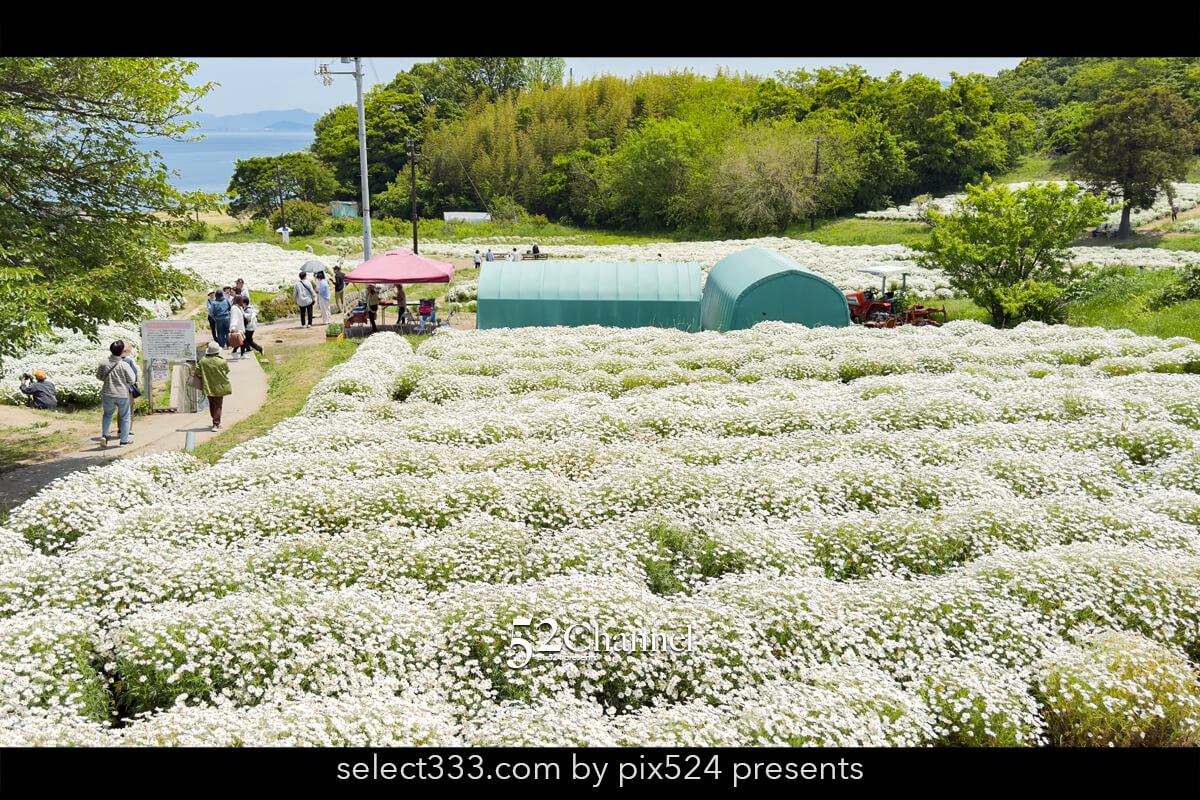 フラワーパーク浦島:マーガレットをメインに季節の花の色彩観光!三豊市撮影スポット