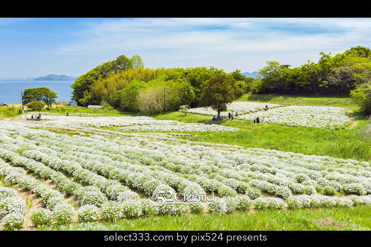 フラワーパーク浦島:マーガレットをメインに季節の花の色彩観光!三豊市撮影スポット