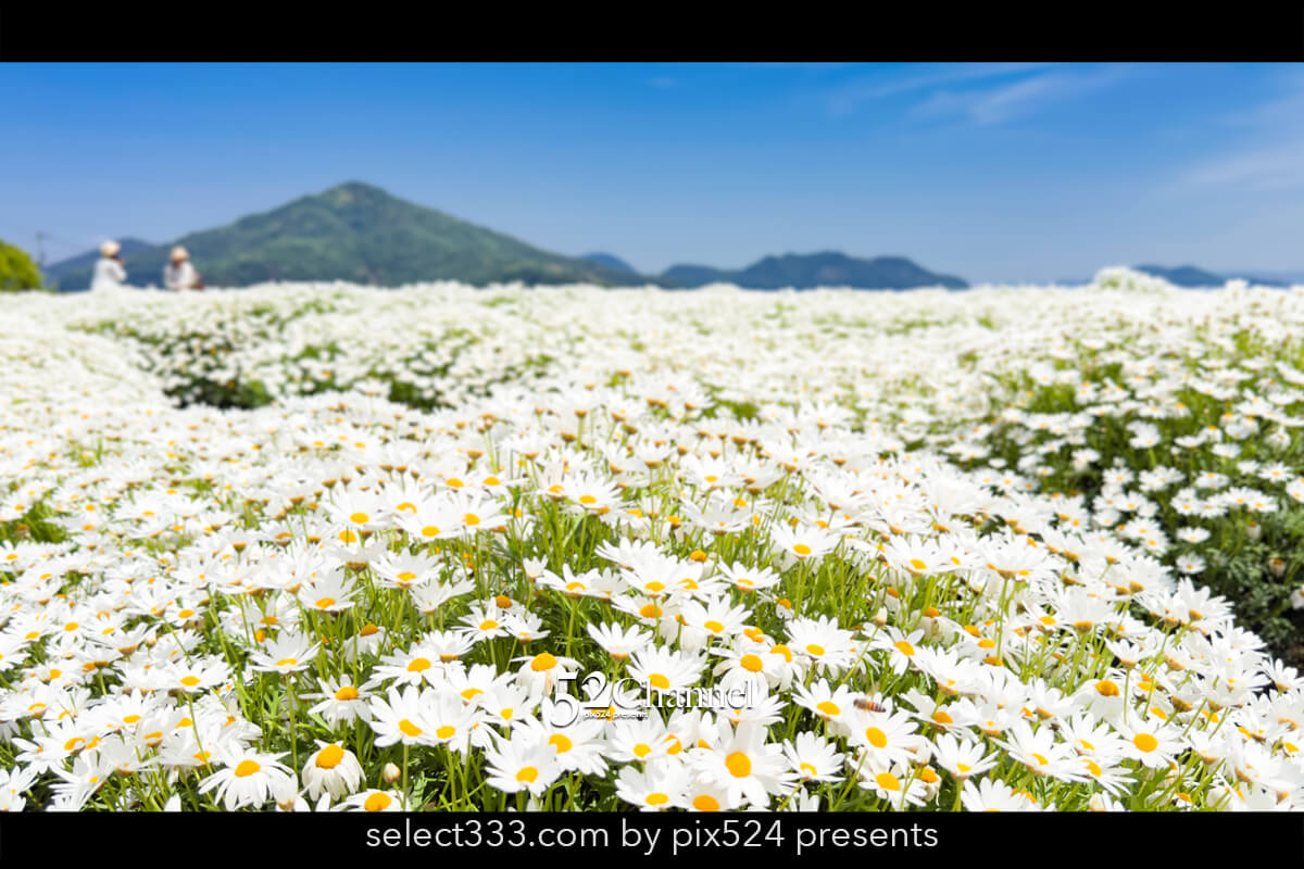 フラワーパーク浦島:マーガレットをメインに季節の花の色彩観光!三豊市撮影スポット