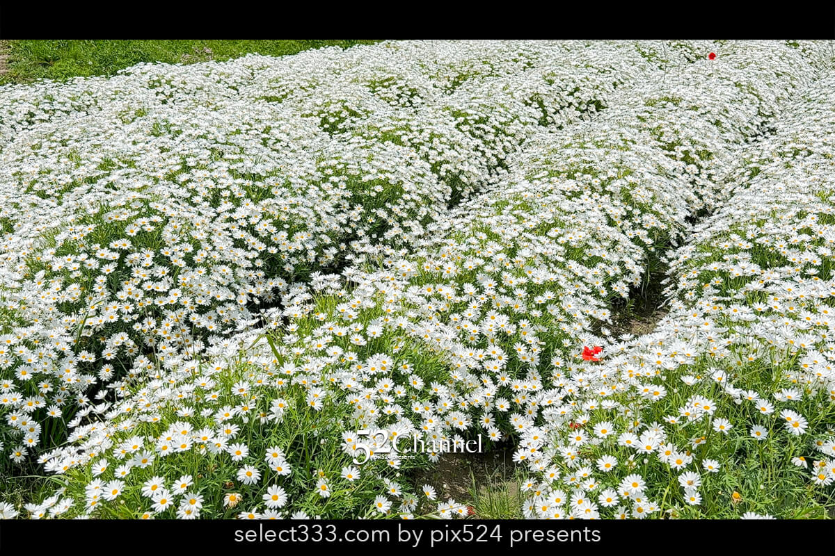 フラワーパーク浦島:マーガレットをメインに季節の花の色彩観光!三豊市撮影スポット