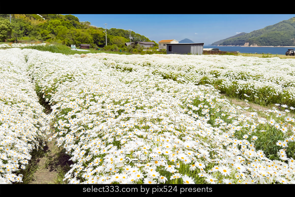 フラワーパーク浦島:マーガレットをメインに季節の花の色彩観光!三豊市撮影スポット