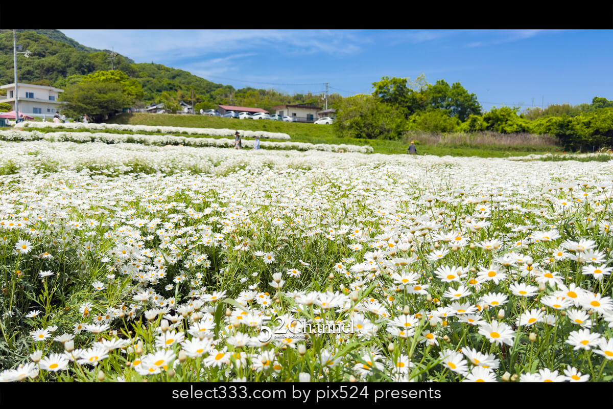 フラワーパーク浦島:マーガレットをメインに季節の花の色彩観光!三豊市撮影スポット