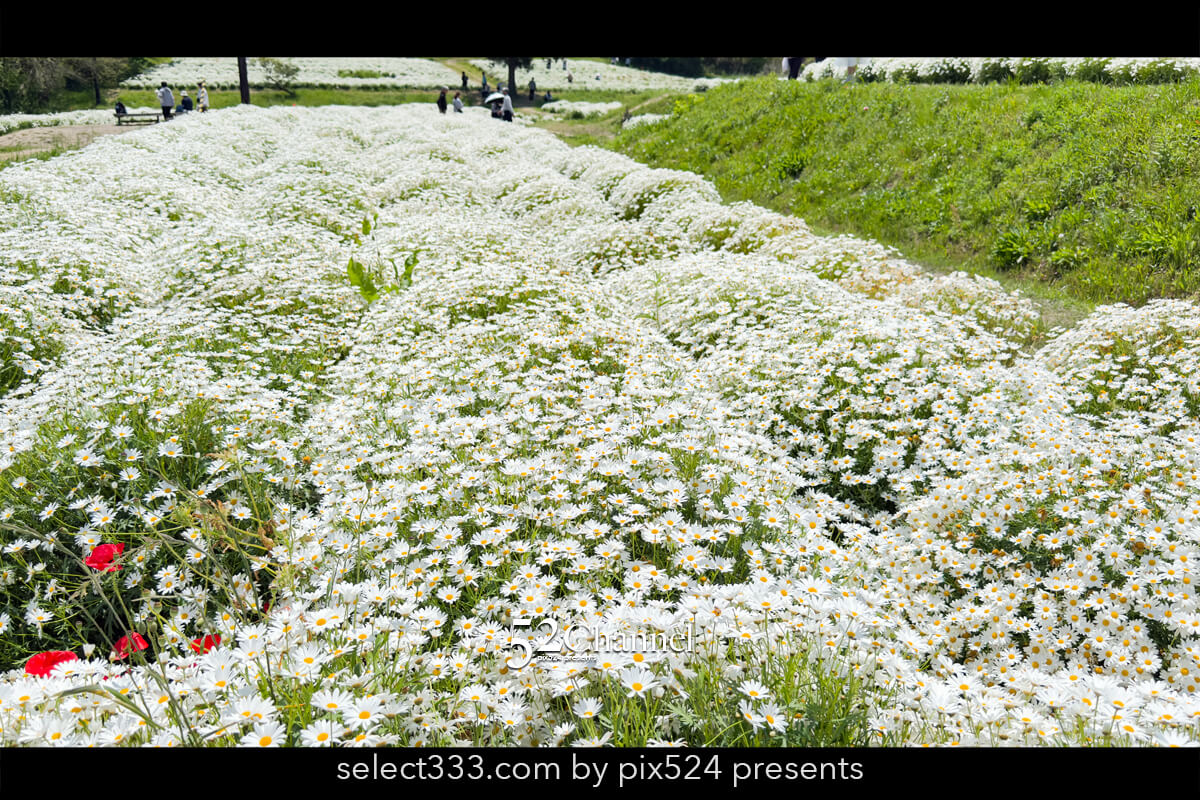 フラワーパーク浦島:マーガレットをメインに季節の花の色彩観光!三豊市撮影スポット