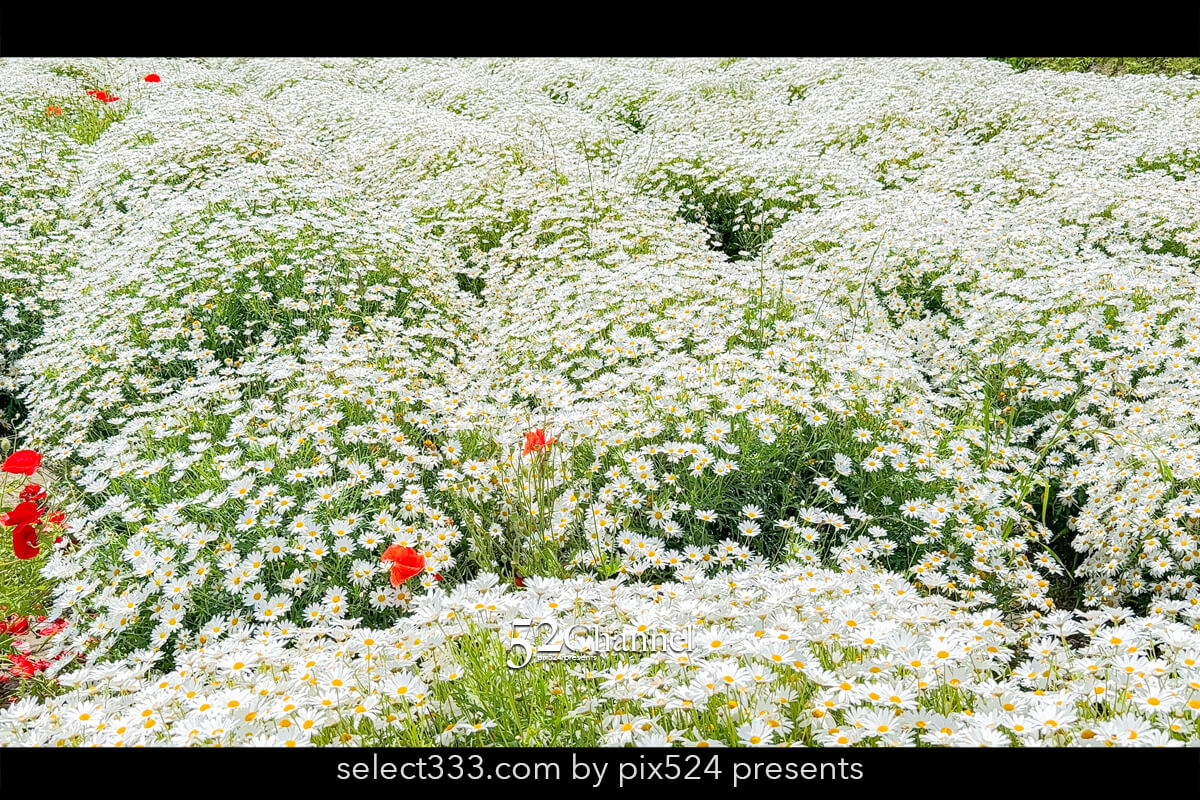 フラワーパーク浦島:マーガレットをメインに季節の花の色彩観光!三豊市撮影スポット