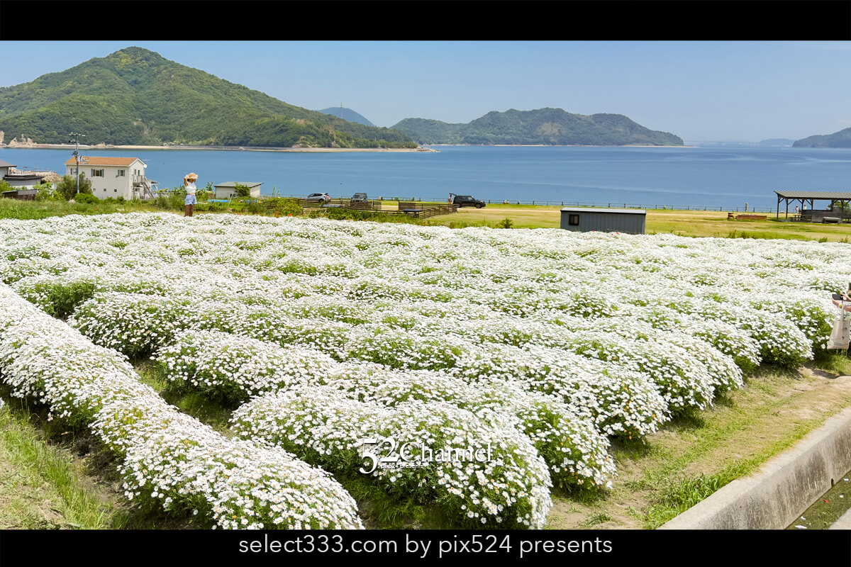 フラワーパーク浦島:マーガレットをメインに季節の花の色彩観光!三豊市撮影スポット