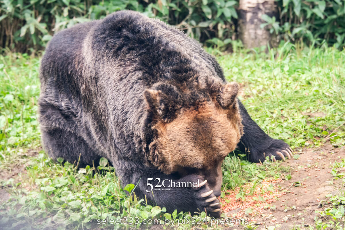 サホロリゾートベア・マウンテン：ヒグマを見る観光撮影スポット！野生の熊の撮影ポイント