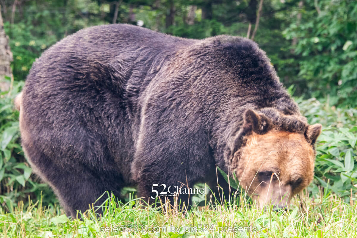 サホロリゾートベア・マウンテン：ヒグマを見る観光撮影スポット！野生の熊の撮影ポイント