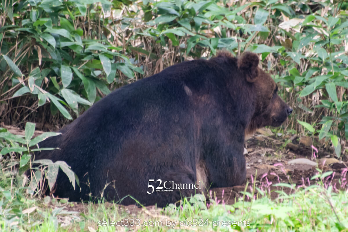 サホロリゾートベア・マウンテン：ヒグマを見る観光撮影スポット！野生の熊の撮影ポイント