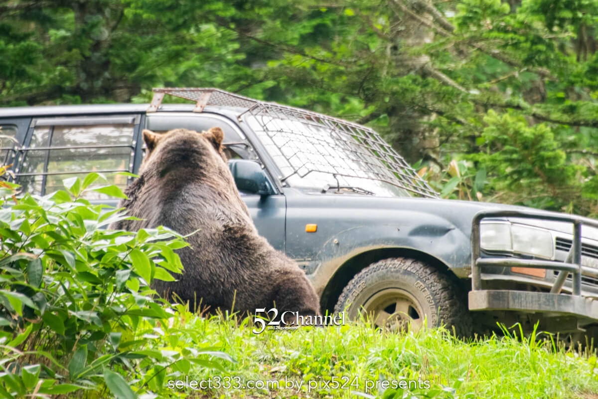 サホロリゾートベア・マウンテン：ヒグマを見る観光撮影スポット！野生の熊の撮影ポイント