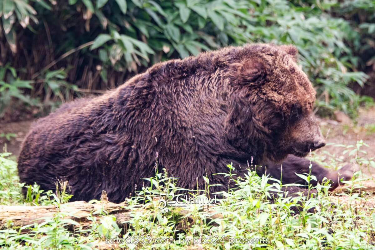 サホロリゾートベア・マウンテン：ヒグマを見る観光撮影スポット！野生の熊の撮影ポイント