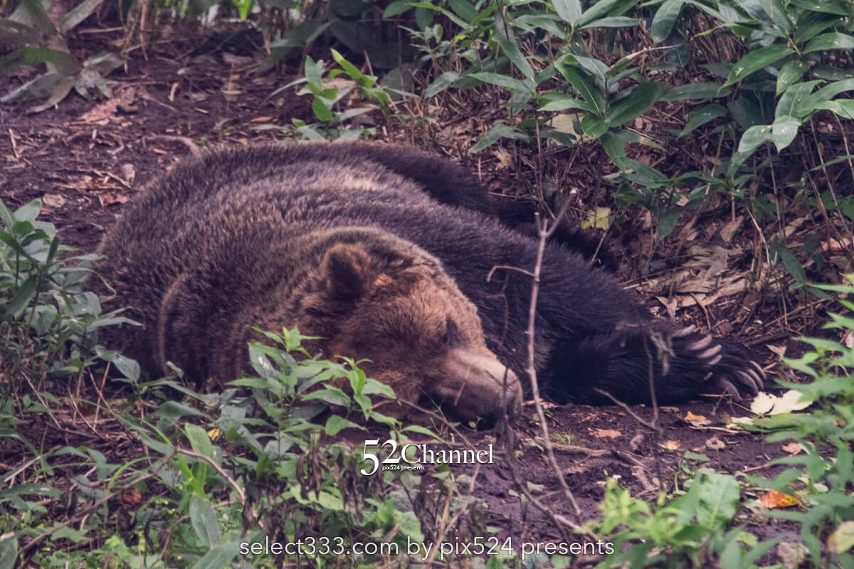 サホロリゾートベア・マウンテン：ヒグマを見る観光撮影スポット！野生の熊の撮影ポイント