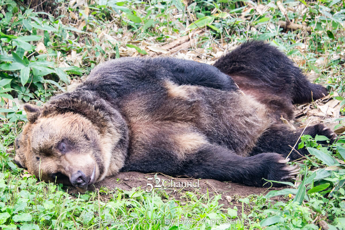 サホロリゾートベア・マウンテン：ヒグマを見る観光撮影スポット！野生の熊の撮影ポイント