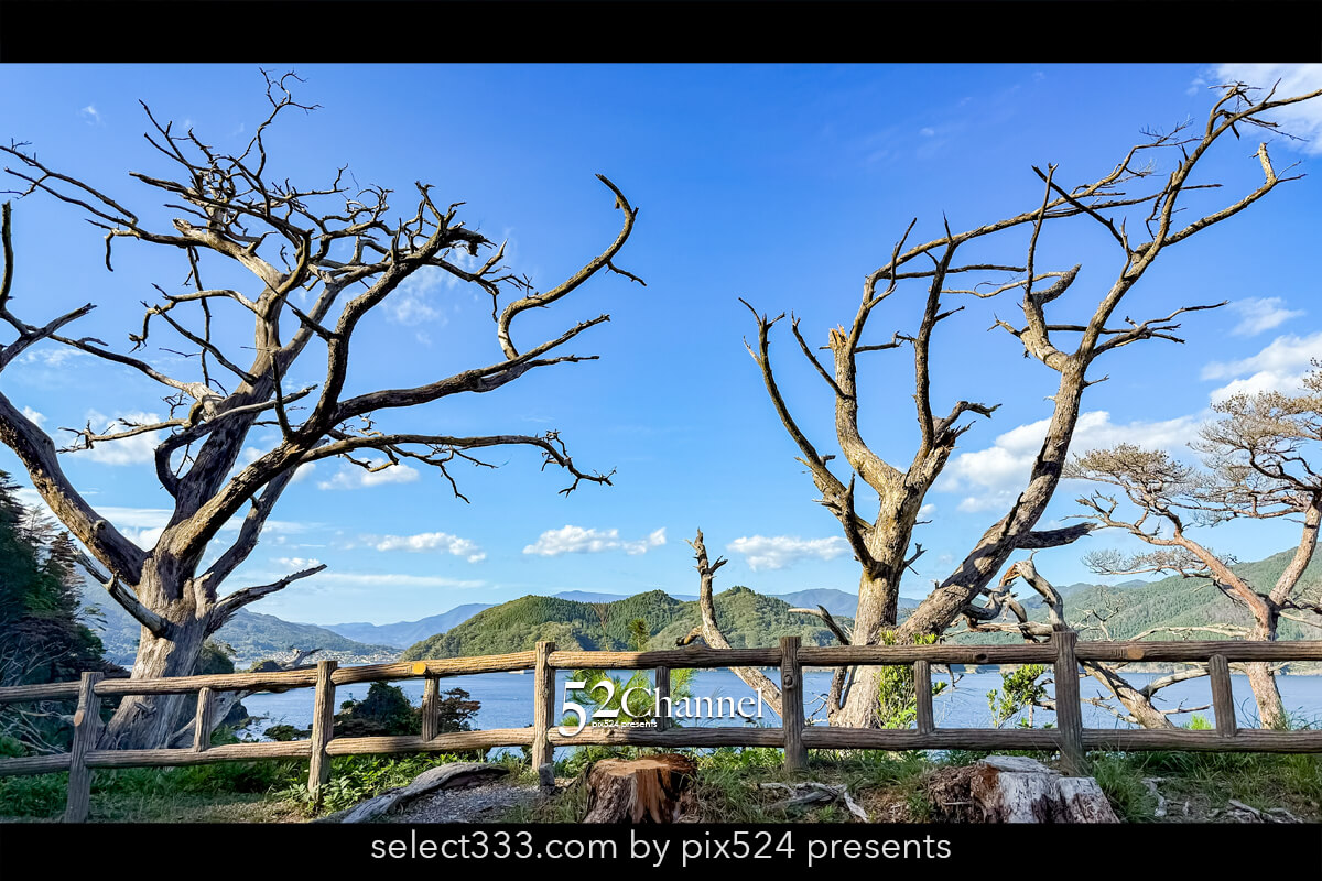 穴通磯：｜展望台の枯れ木の画像