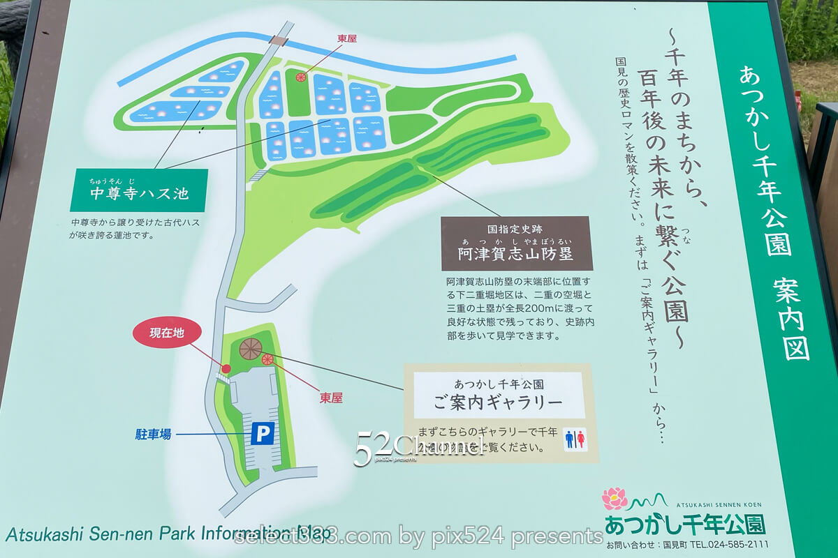 あつかし千年公園:中尊寺蓮の夏を彩る蓮の観光と撮影ポイント!幻の古代蓮の見頃は?