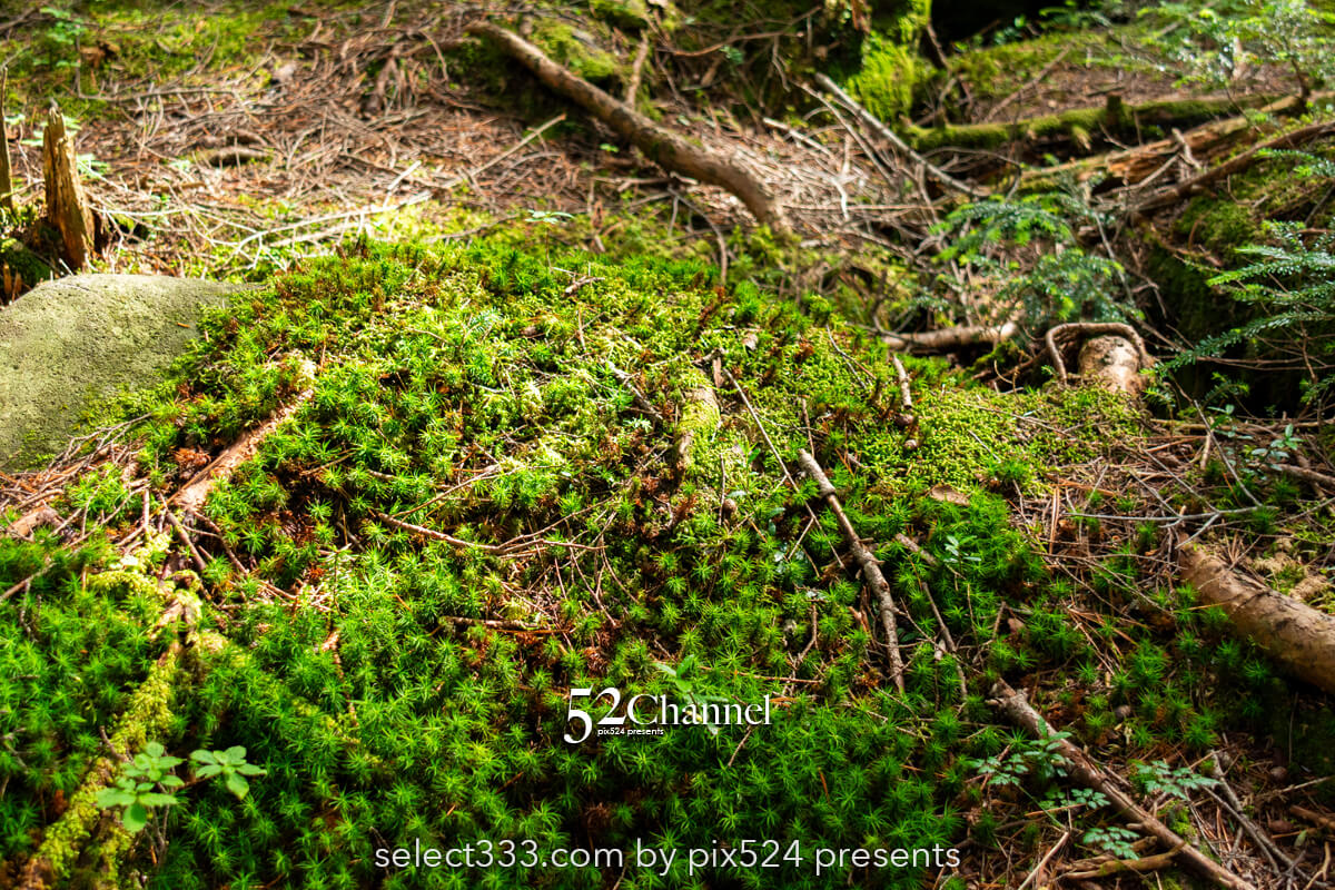 白駒の森・もののけの森:苔に包まれる原生林観光と撮影ポイント!見どころと撮影ガイド