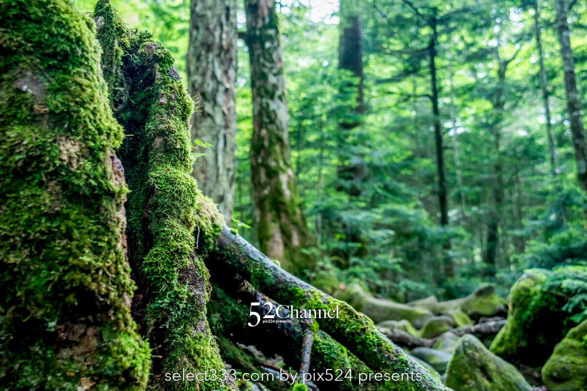白駒の森・もののけの森:苔に包まれる原生林観光と撮影ポイント!見どころと撮影ガイド