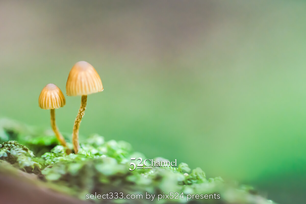 白駒の森・もののけの森:苔に包まれる原生林観光と撮影ポイント!見どころと撮影ガイド