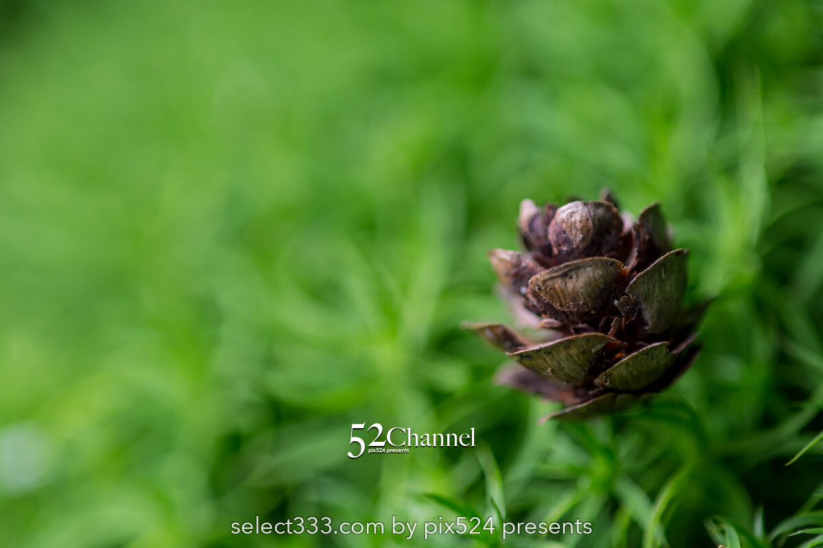 白駒の森・もののけの森:苔に包まれる原生林観光と撮影ポイント!見どころと撮影ガイド