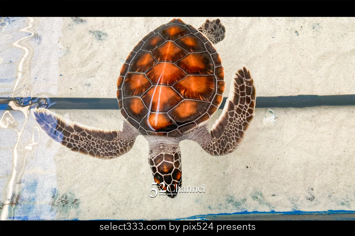 紀宝町ウミガメ公園：道の駅で出会えるウミガメ水族館の見どころ！観光と撮影スポット