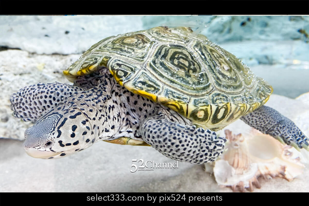 紀宝町ウミガメ公園：道の駅で出会えるウミガメ水族館の見どころ！観光と撮影スポット