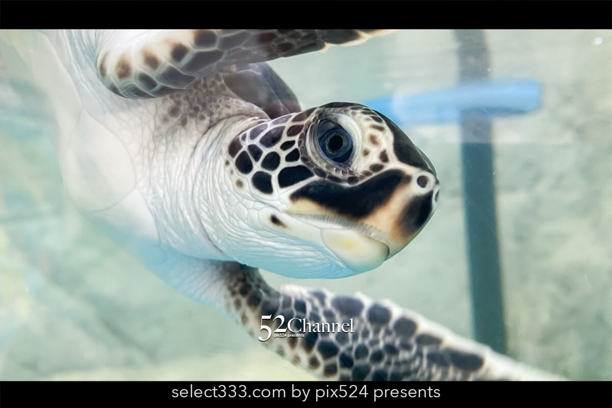 紀宝町ウミガメ公園：道の駅で出会えるウミガメ水族館の見どころ！観光と撮影スポット