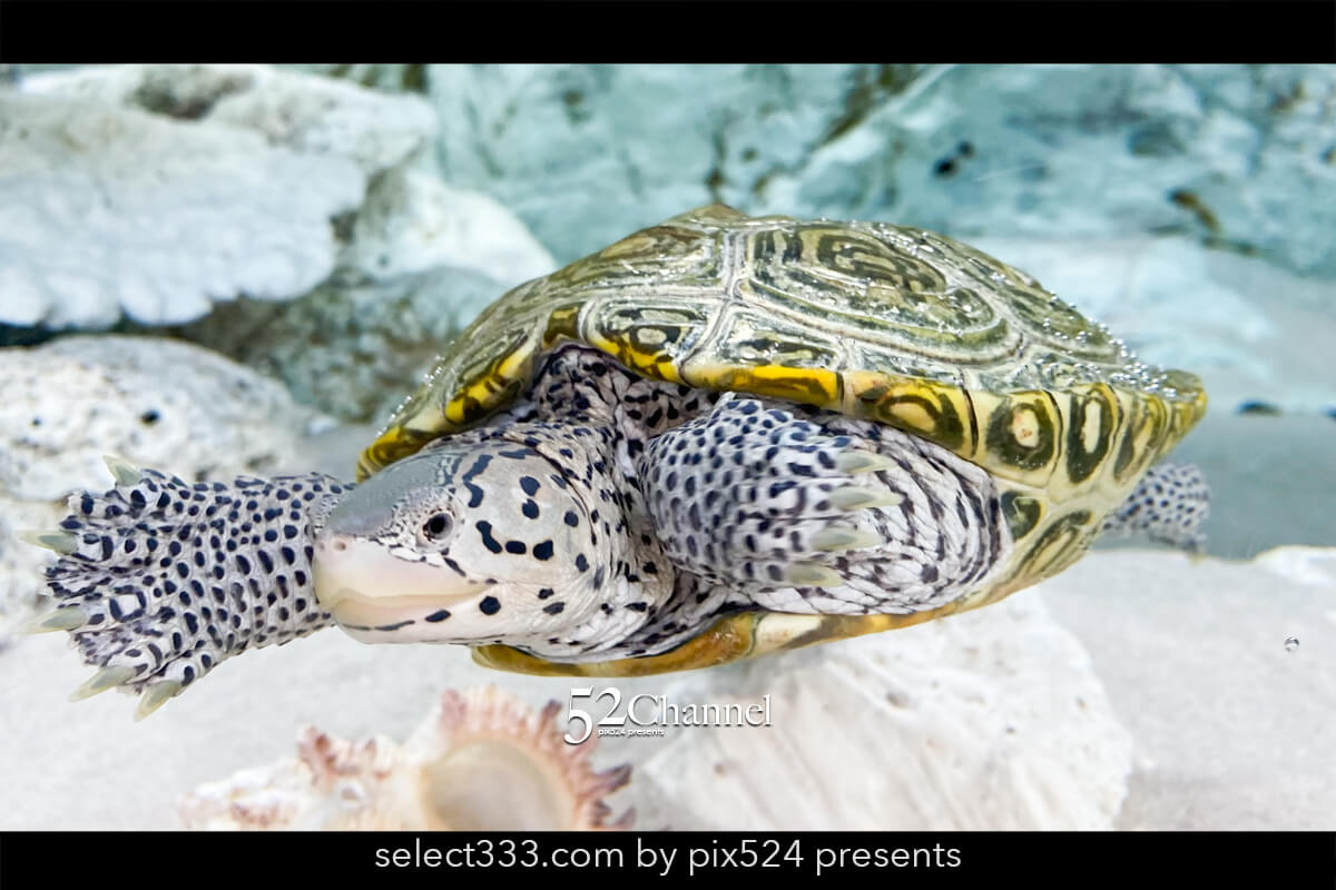 紀宝町ウミガメ公園：道の駅で出会えるウミガメ水族館の見どころ！観光と撮影スポット