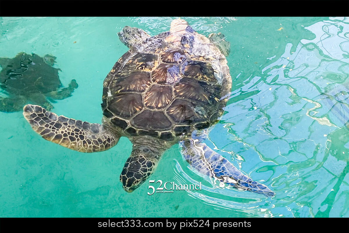 紀宝町ウミガメ公園：道の駅で出会えるウミガメ水族館の見どころ！観光と撮影スポット
