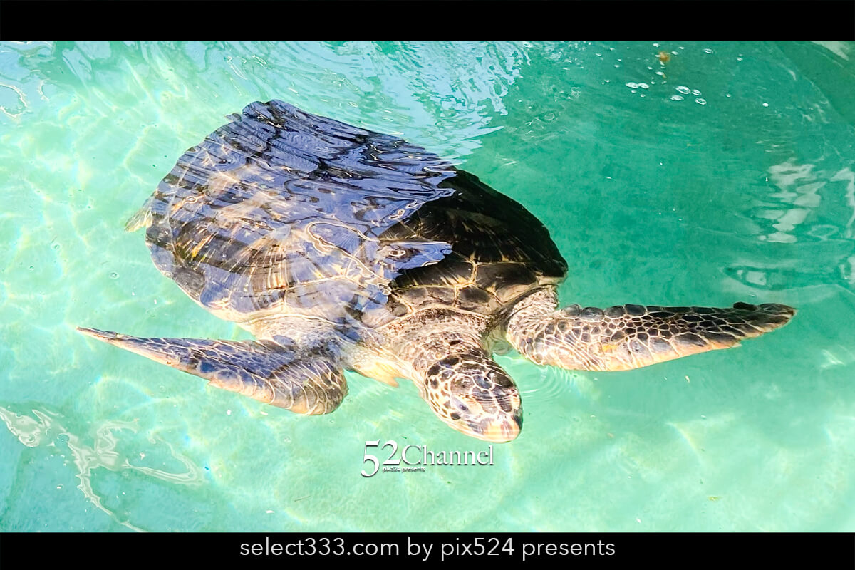 紀宝町ウミガメ公園：道の駅で出会えるウミガメ水族館の見どころ！観光と撮影スポット