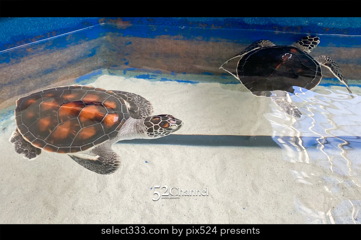 紀宝町ウミガメ公園：道の駅で出会えるウミガメ水族館の見どころ！観光と撮影スポット