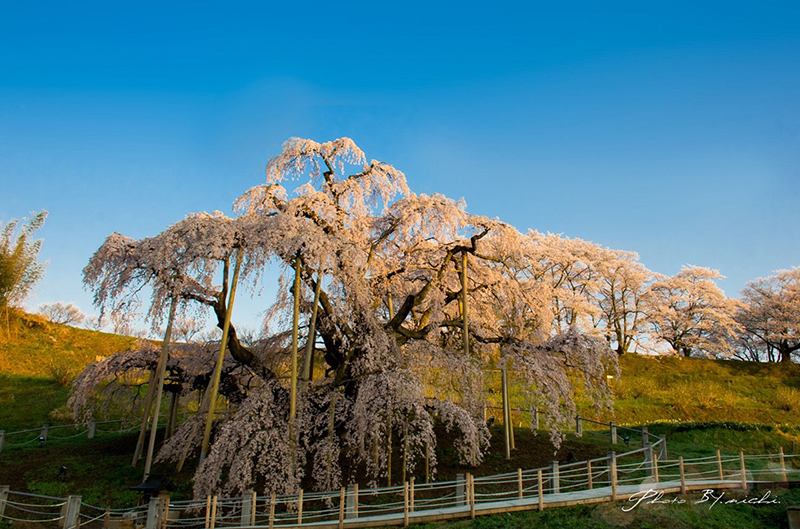 日本三大桜 樹齢千年超えのしだれ桜 三春滝桜 鑑賞！三春滝桜へのアクセスと撮影攻略