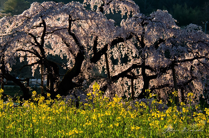 日本三大桜 樹齢千年超えのしだれ桜 三春滝桜 鑑賞！三春滝桜へのアクセスと撮影攻略