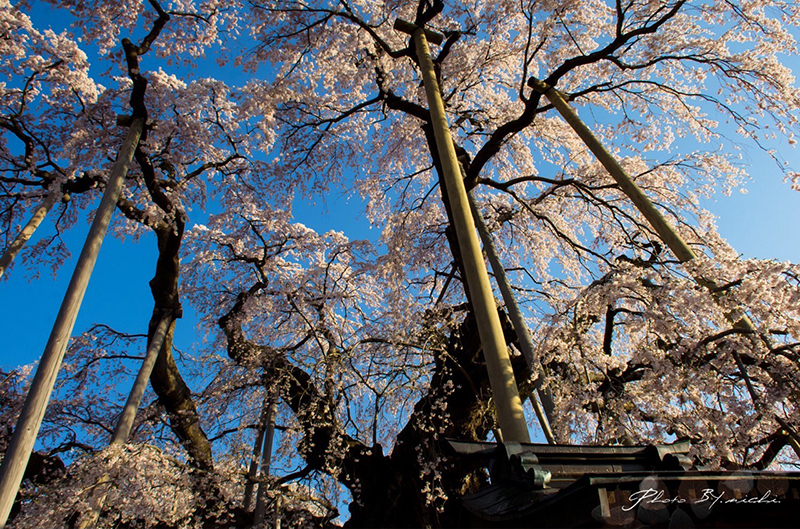 日本三大桜 樹齢千年超えのしだれ桜 三春滝桜 鑑賞！三春滝桜へのアクセスと撮影攻略
