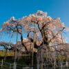 日本三大桜樹齢千年超えのしだれ桜三春滝桜アクセスと撮影攻略！満開のしだれ桜の美し