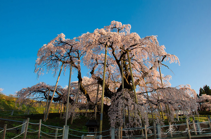 日本三大桜 樹齢千年超えのしだれ桜 三春滝桜 鑑賞！三春滝桜へのアクセスと撮影攻略