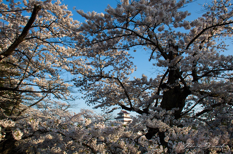 会津鶴ヶ城(会津若松城)の桜鑑賞!会津鶴ヶ城のお花見観光!若松城のアクセスと撮影攻略