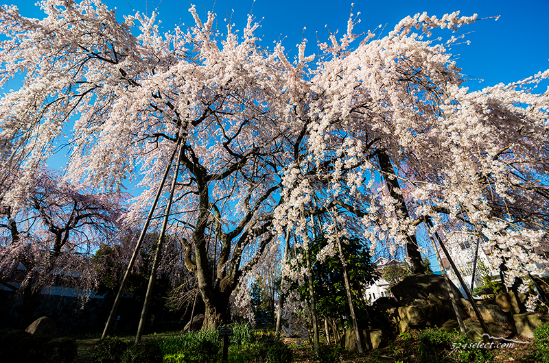 東京都内のしだれ桜の見頃は?東郷寺の大しだれ桜 アクセスと撮影攻略