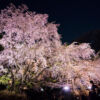 東京都駒込の六義園 しだれ桜のライトアップ見頃は？六義園のしだれ桜の撮影攻略