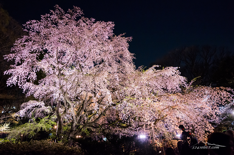 東京都駒込の六義園 しだれ桜のライトアップ見頃は？六義園のしだれ桜の撮影攻略
