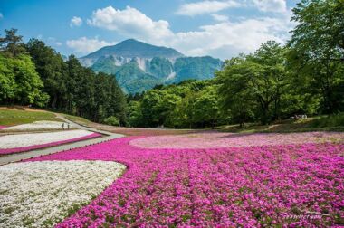 秩父「羊山公園芝桜の丘」混雑を避けて見頃の芝桜を楽しもう！撮影攻略とアクセス
