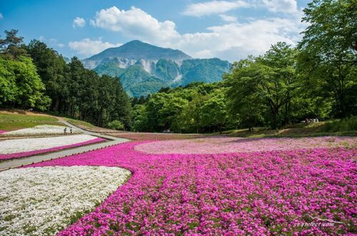 秩父「羊山公園芝桜の丘」混雑を避けて見頃の芝桜を楽しもう！撮影攻略とアクセス
